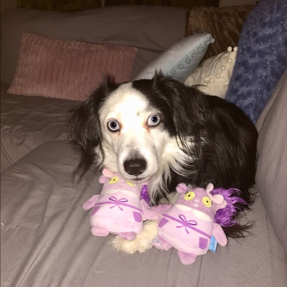 Meet your Posher, Gigi - Picture 1 of 3